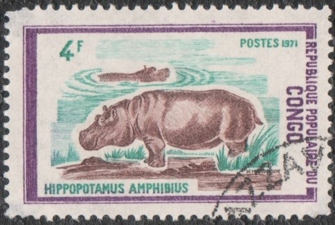 Hippopotamus amphibius