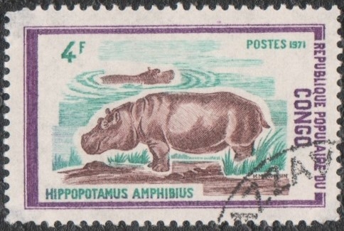 Hippopotamus amphibius