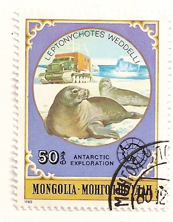 Animales antarticos. (Foca de Wedell)