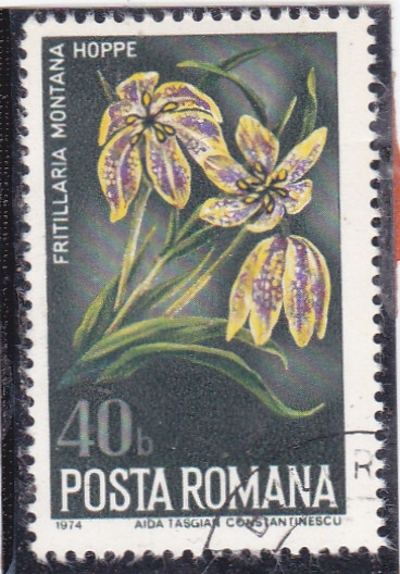 FLORES-FRITILLARIA MONTANA