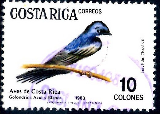 COSTA RICA_SCOTT 292.02 NOTIOCHELINDON CYANOLEUCA. $0,30