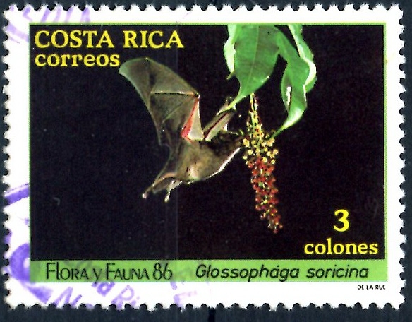 COSTA RICA_SCOTT 378.01 GLOSSOPHAGA SORICINA. $0.20