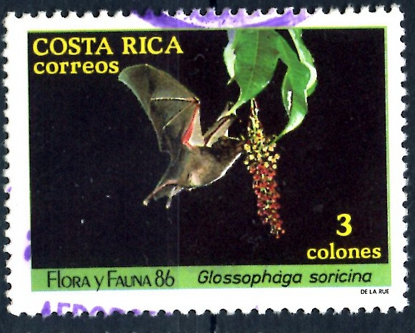 COSTA RICA_SCOTT 378.02 GLOSSOPHAGA SORICINA. $0.20