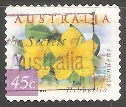  Hibbertia Scandens 