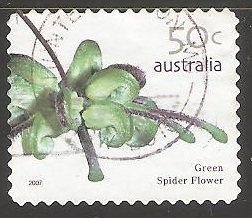 Green Spider Flower 
