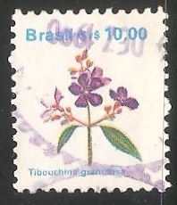  Tibouchina granulosa