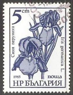 Iris Germanica