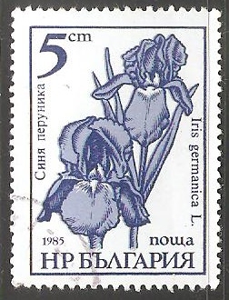 Iris Germanica