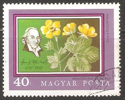  fresa estéril de flor geum-como 