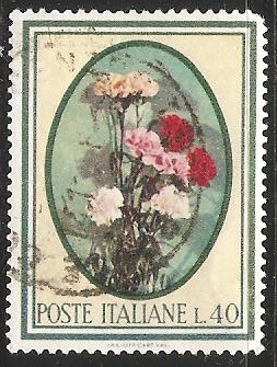  Claveles Dianthus 