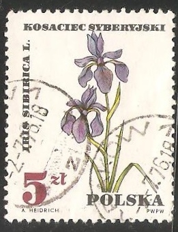 Iris sibirica, planta médica