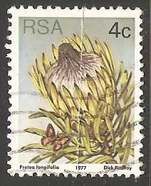 Protea longifolia 