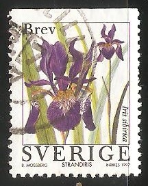 Iris sibirica