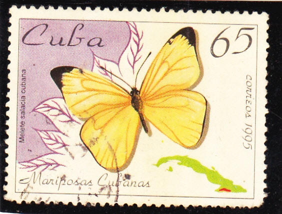 MARIPOSAS CUBANAS