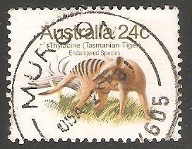 Tasmanian tiger-lobo marsupial 
