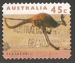  kangaroo-Canguro