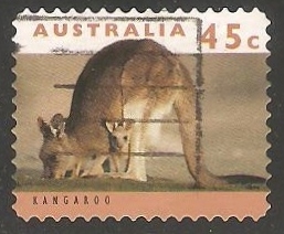 Kangaroo-Canguro