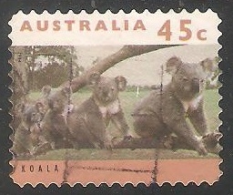 Koala