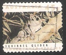 Squirrel glider-ardilla