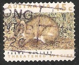 Parma Wallaby 