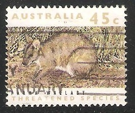 Parma Wallaby 