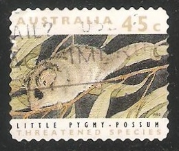 Little pygmy possum-pósum pigmeo