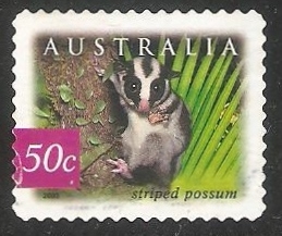 Striped possum-Comadreja rayada