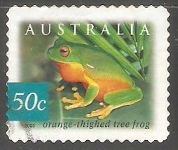 Orange thighed tree frog-rana naranja