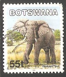 Elefante