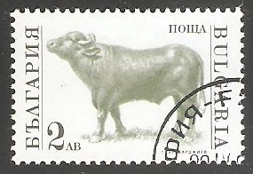 Bos primigenius taurus-toro