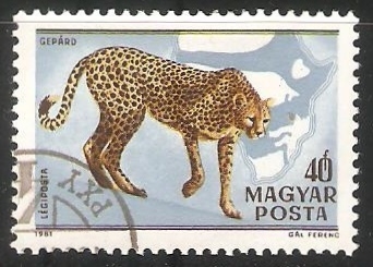 Gepard-guepardo
