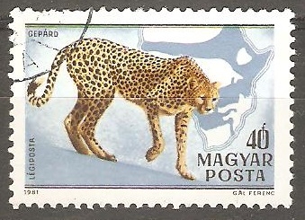 Gepard-guepardo