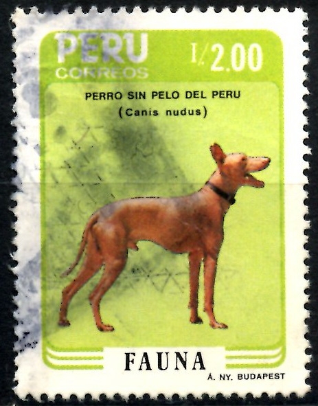 PERU_SCOTT 884.02 PERRO SIN PELO DEL PERU, FAUNA. $1,00