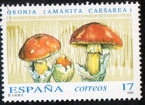 3245 -Micología. Amanita caesarfa.