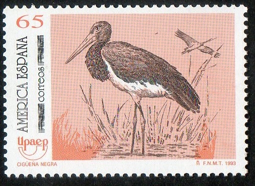 3270 - América-UPAEP.Aves en peligro de extinción. Cigueña negra.