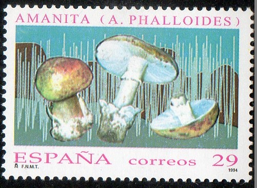 3281- Micología. Amanita.