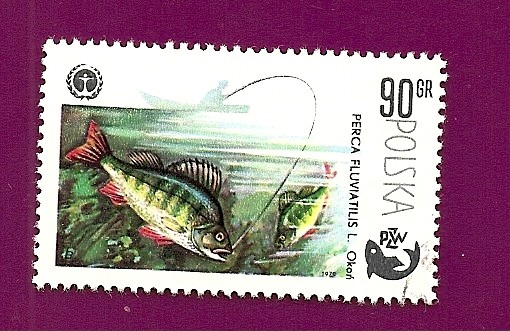 Peces - Perca - Asociación Polaca de Pesca PZW