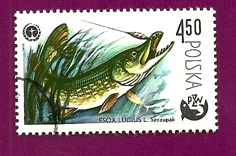 Peces - Lucio Esox - Asociación Polaca de Pesca PZW