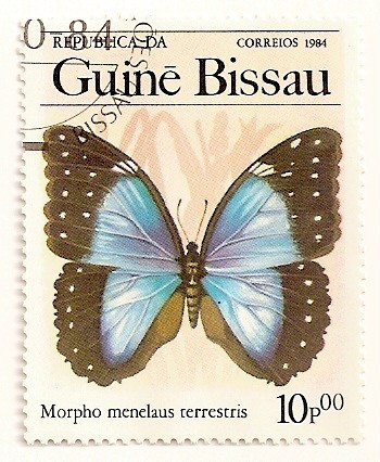 Mariposas. Morpho menelaus terrestris,