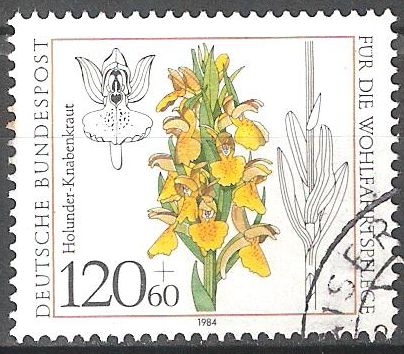 Por el bienestar,Orquídea anciano-florecida, sambucina Dactylorhiza.