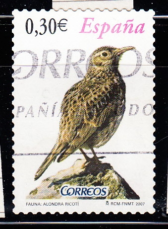 Alondra Ricotí (615)