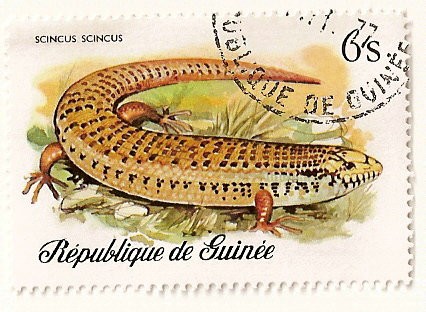 Reptiles y serpientes. Scincus Scincus.