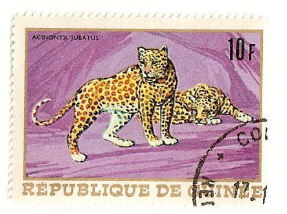 Animales africanos. Leopardo.