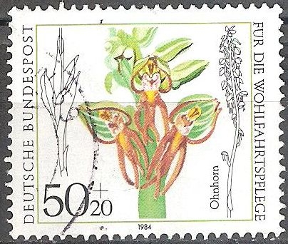 Por el bienestar,Orquídea Orchis: anthropophora.