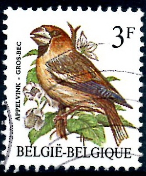 BELGICA_SCOTT 1219.01 GROS BEC. $0,2