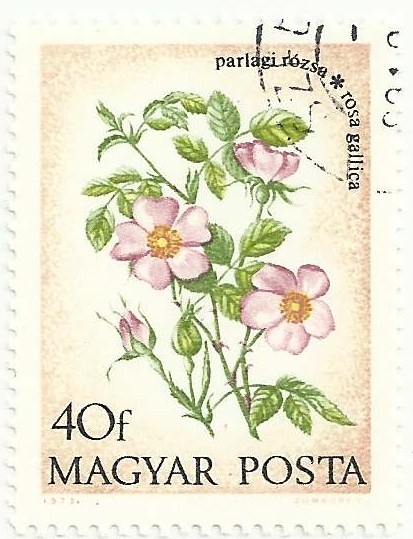 (320) SERIE FLORES DE 1973. ROSA GÁLICA, Rosa gallica. YVERT HU 2322