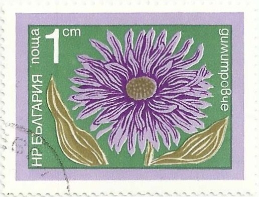 FLORES DE JARDÍN. CRISANTEMO, Chrysantemum sp. YVERT BG 2094 
