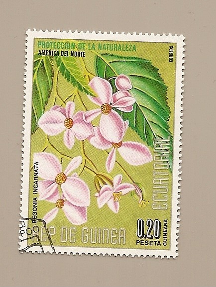 Proteccion de la Naturaleza - Flora de America del Norte -Begonia Incarnata