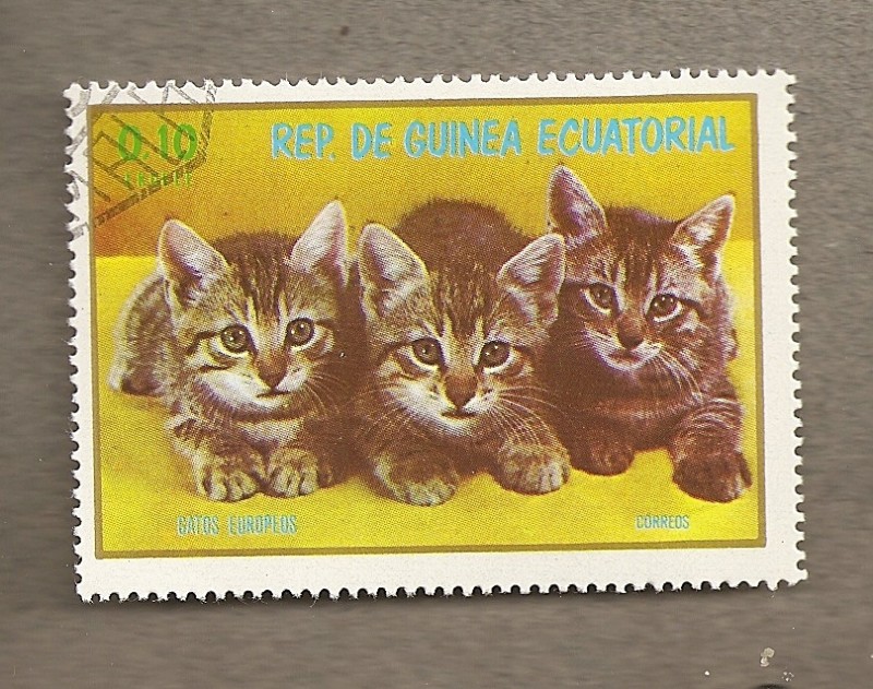 Gatos europeos