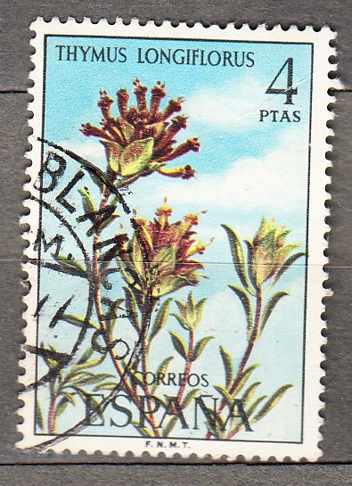 Thymus Longiflorus(1003)